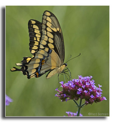 Giant Swallowtail