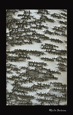 Tree Designs
