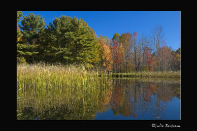 Four Ponds Reflection