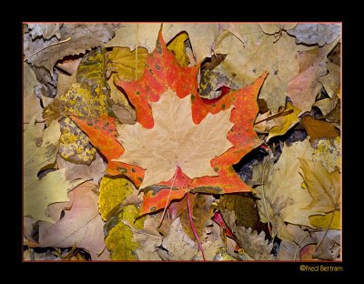 Autumn