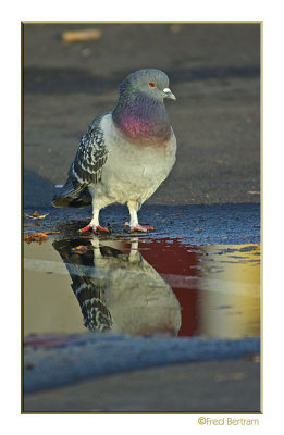 Just a Pigeon?