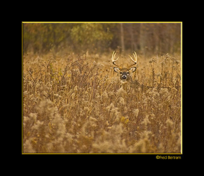 White-tailed Buck