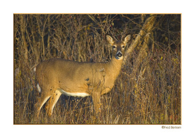 White-tailed Deer, Late Afternoon