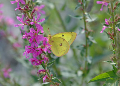 Yellow Butterfly