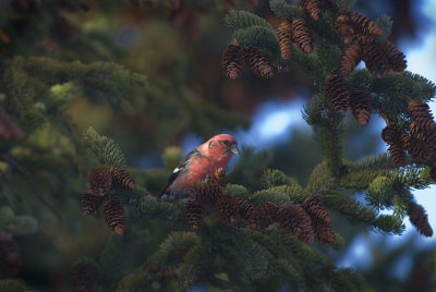 WW Crossbill