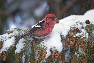 male White-winged Crossbill