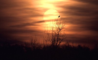 Owl at Sunset