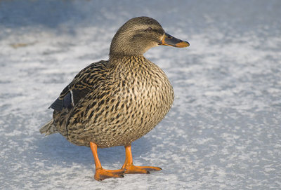 Hen Mallard