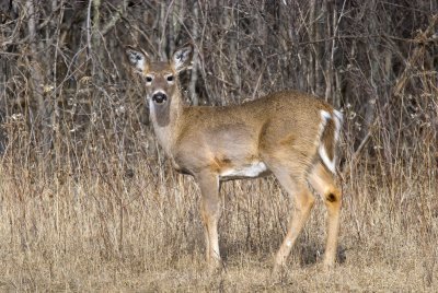 White Tail
