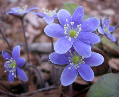 Hepatica
