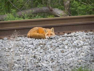 sunbathing fox