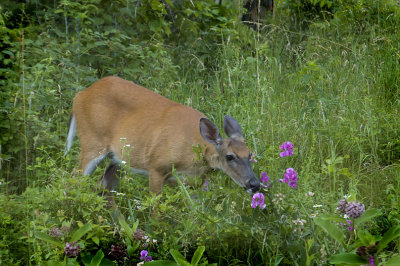 White-tailed Deer
