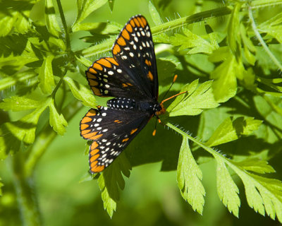 Baltimore Checkerspot