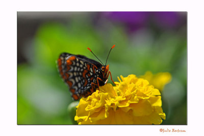 Baltimore Checkerspot