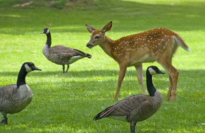 Whats good for the goose is good for the fawn.