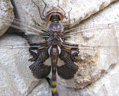 Black Saddlebags Dragonfly