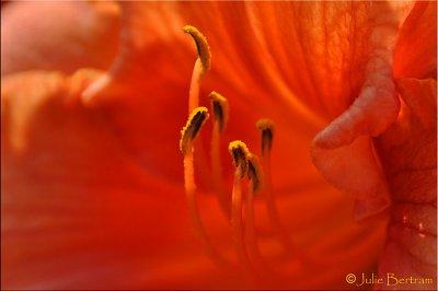 The Lily Room