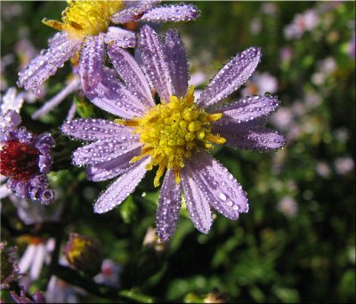 Dew Covered Asters
