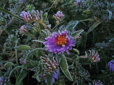 First Frost