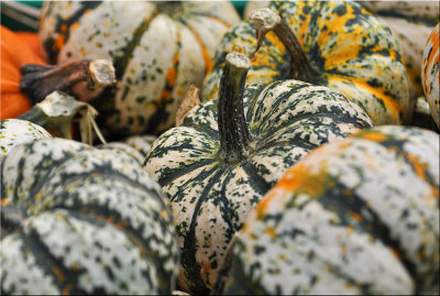 Gourds