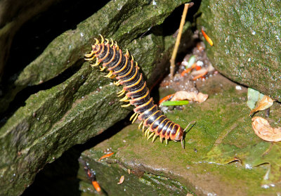 Millipede