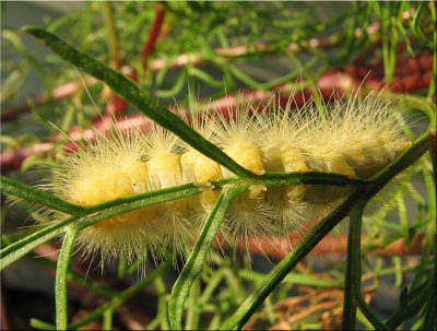 Yellow Caterpillar