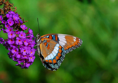 White Admiral