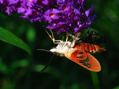 Hummingbird Moth