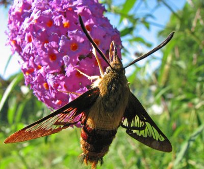 Hummingbird Moth