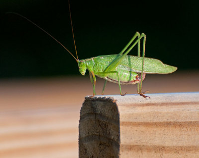 Katydid