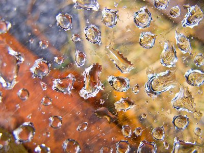 spider web with morning dew