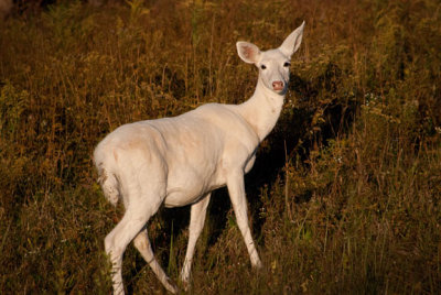 Seneca White Deer