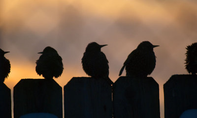 Starlings discuss the sunrise
