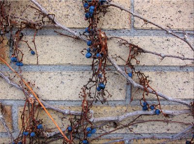 Winter Grapes