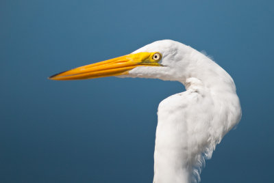 Great Egret