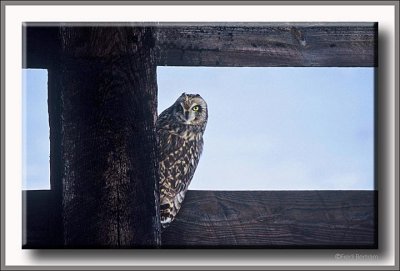 Peek-a-boo Short-eared Owl