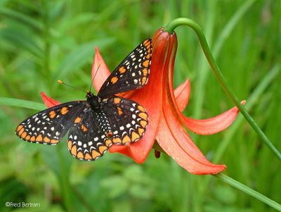 Baltimore Butterfly and Lily