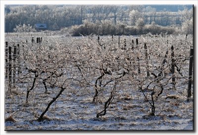 Finger Lakes Vineyards on Ice