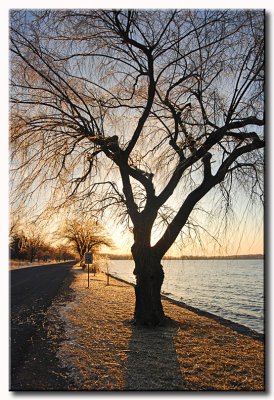 Iced Willows