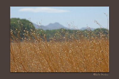 Field of Gold