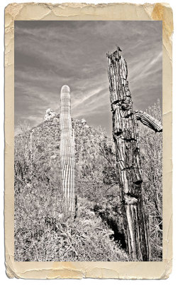dead Saguaro