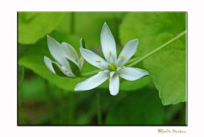 Rue Anemone