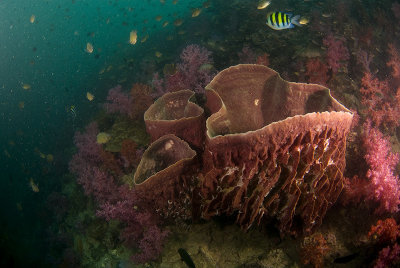 Barrel Sponges