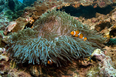 Ocellaris clownfish (Amphiprion ocellaris)
