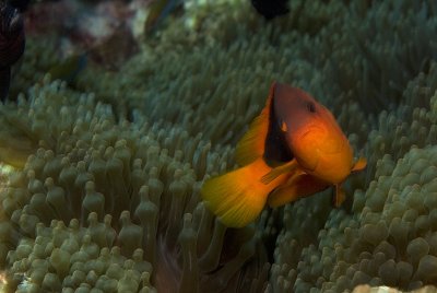  Red saddleback anemonefish (Amphiprion ephippium)