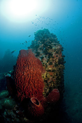 Barrel Sponge at Chumphon Pinacle