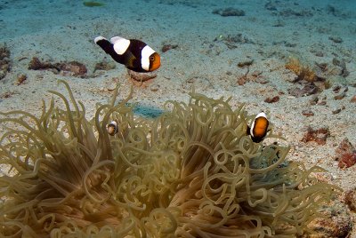 Saddleback clownfish (Amphiprion polymnus)