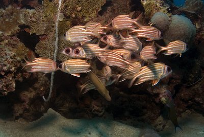 Squirlefish
