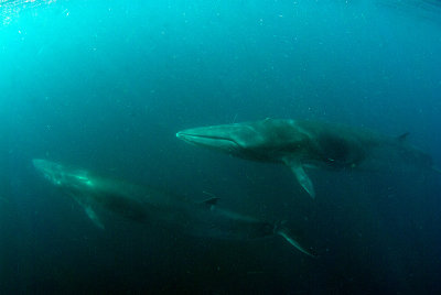 Brydes Whales