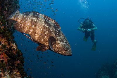 Potatoe Grouper and a diver in Chumphon Pinacle